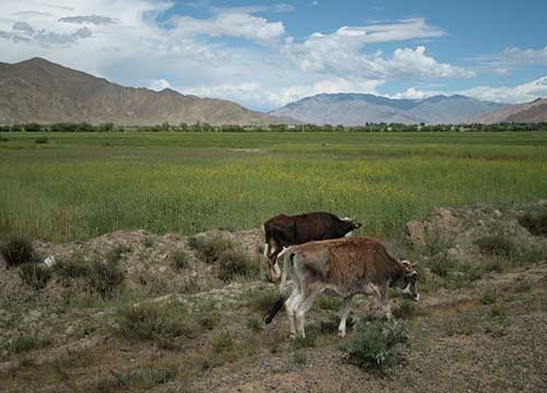 10 Days Treking Tour from Shalu to Nartang