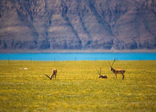 16 Days Grand Ngari Northern Tibet Tour