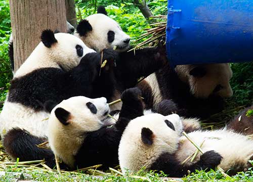 10 Days Panda & Qinghai Tibet Railway Tour