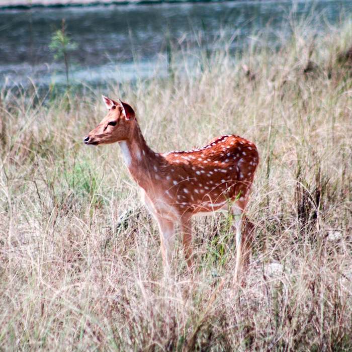 Spotted deer in Chitwan National Park