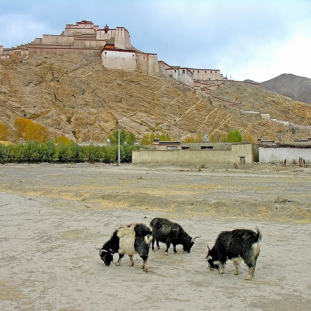 Goats on the open ground below the old fortress of Gyantse