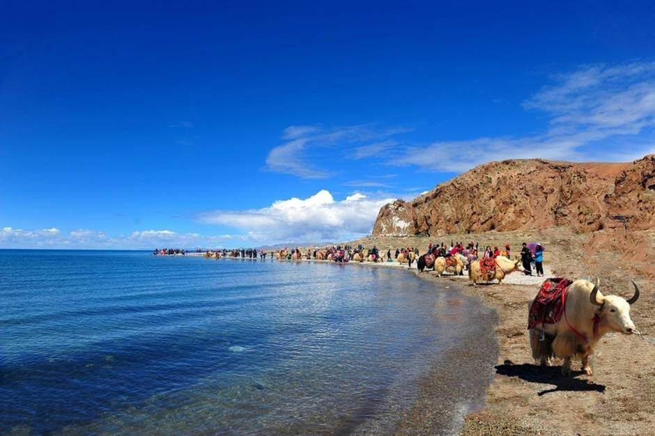 Yak on the shore of Namtso Lake under a blue summer sky