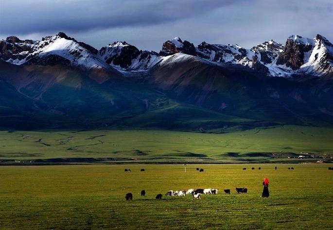 Yaks grazing on the north Tibet grassland below rocky peaks
