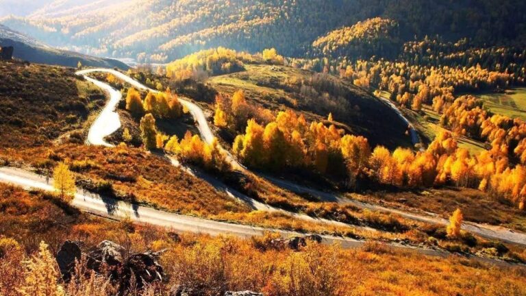 Winding road through golden autumn larches, Nyingchi