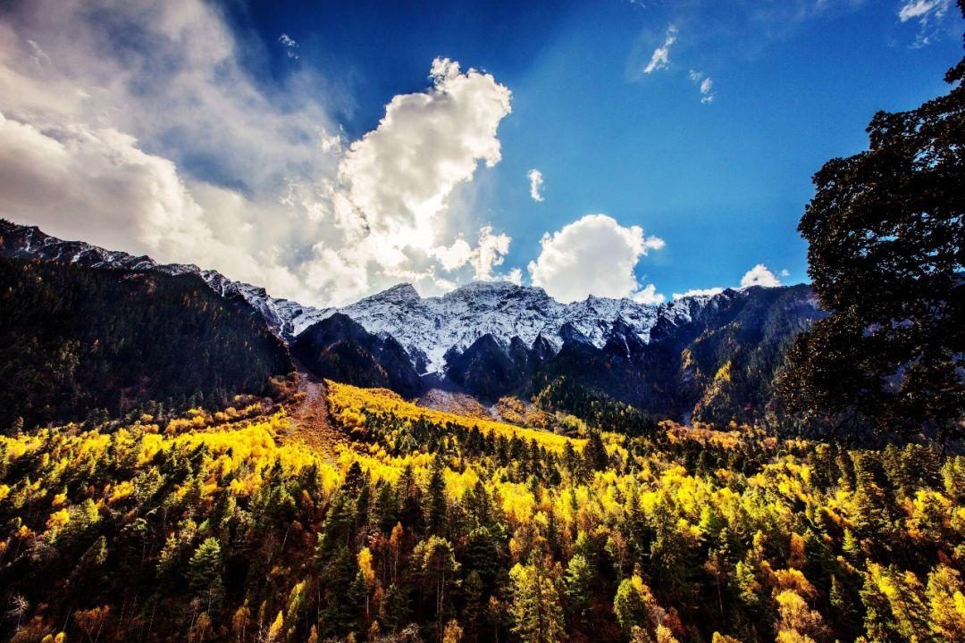 Yellow autumn forest below snow peaks in Nyingchi, eastern Tibet