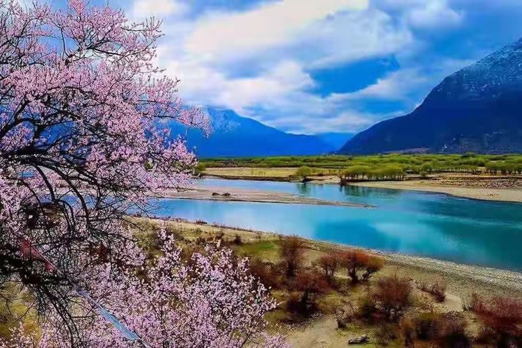 Peach blossom beside a blue river in Nyingchi