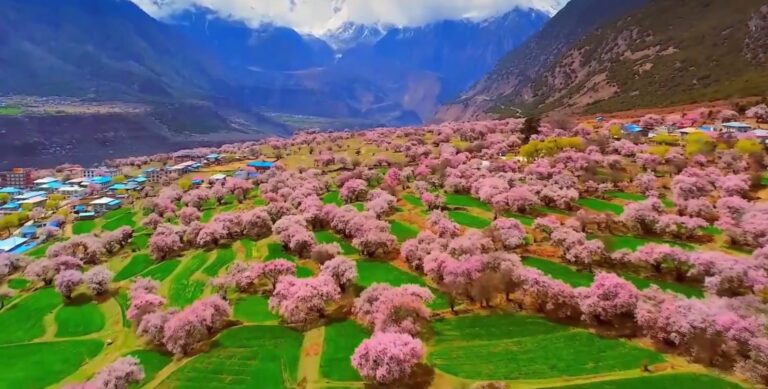 Peach blossom festival valley in Nyingchi, spring