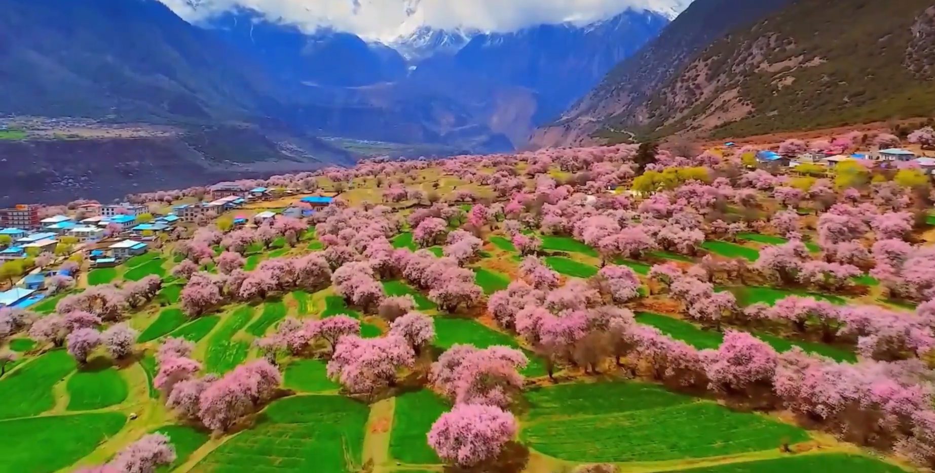 Peach blossom festival valley in Nyingchi, spring