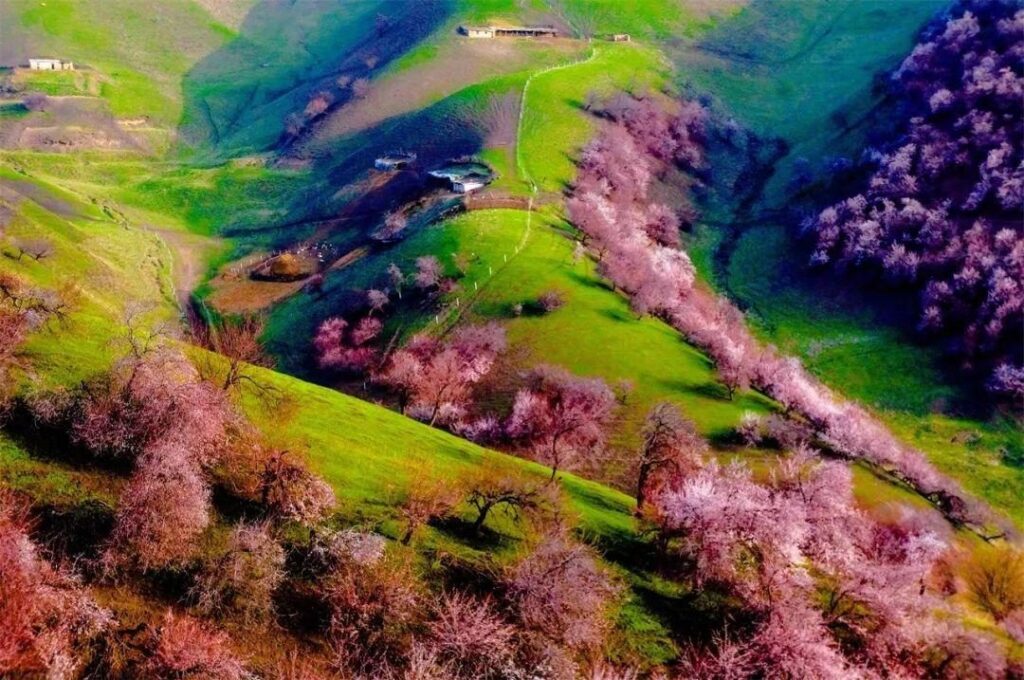 Pink peach blossom on a green Nyingchi hillside