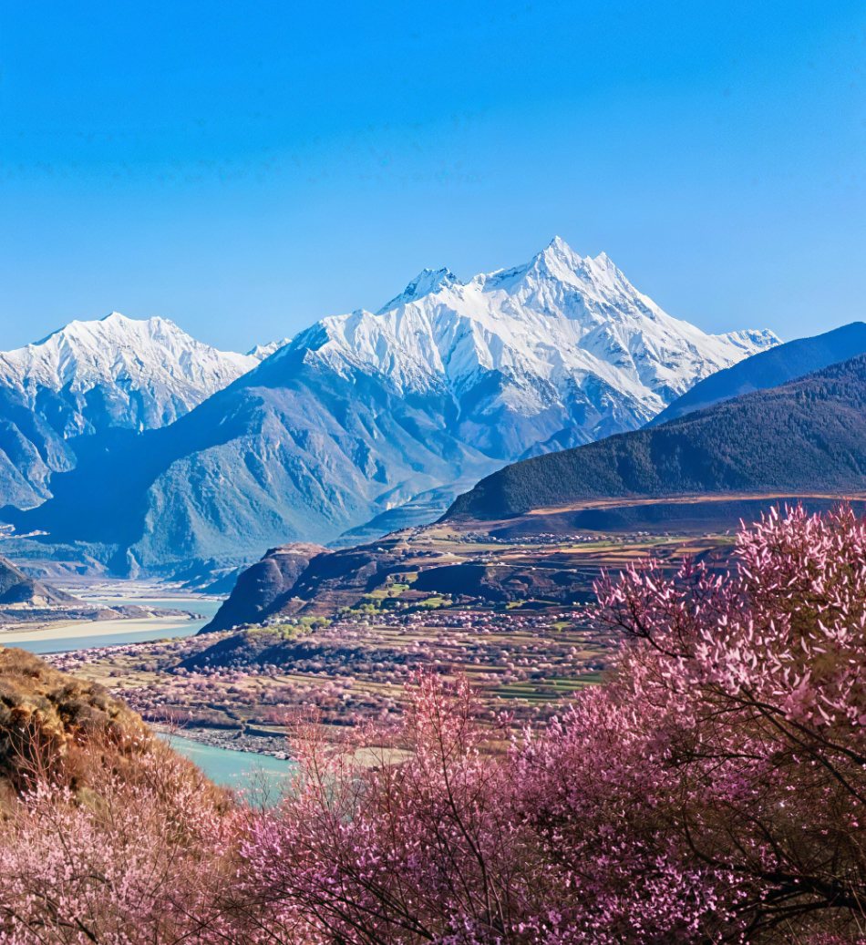 Wild peach blossom in Nyingchi with snow-capped Namcha Barwa above the Yarlung Tsangpo valley