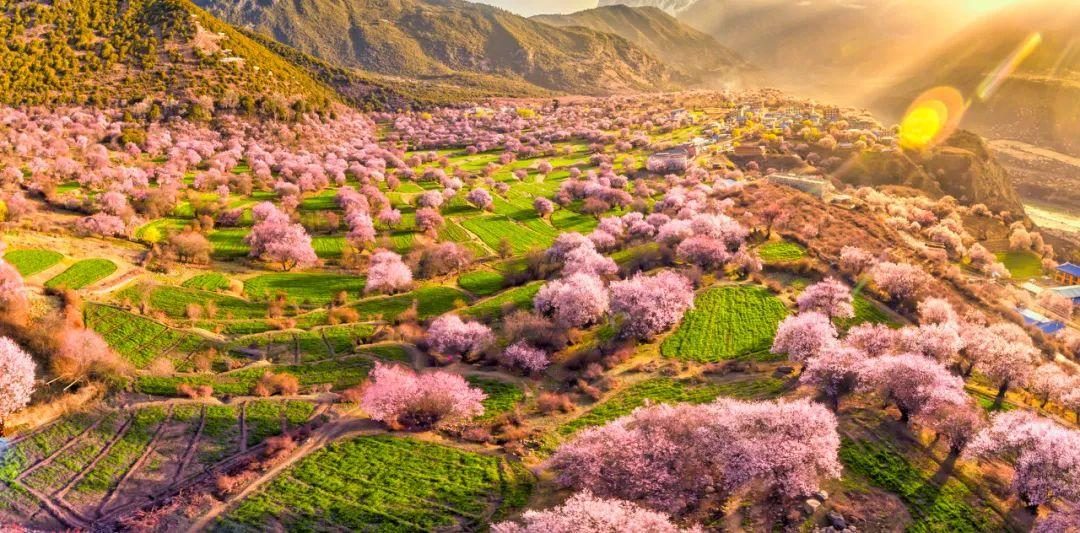 Peach blossom valley in evening light, Nyingchi
