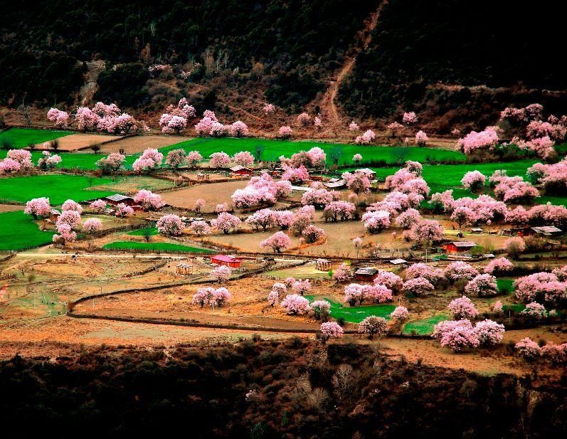 Peach blossom among green fields in a village in Nyingchi, Tibet, in spring