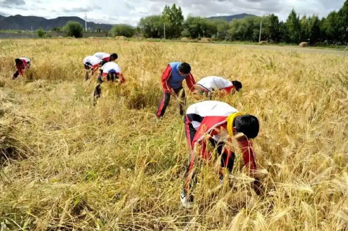 Tibetan farmers harvesting golden barley in autumn