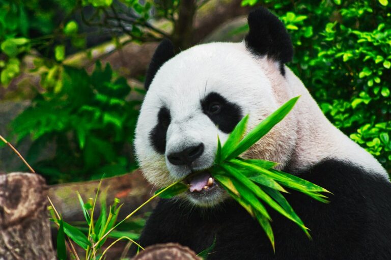 Giant panda eating bamboo, Chengdu