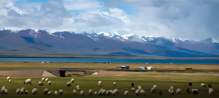 Sheep grazing beside a lake below snow mountains