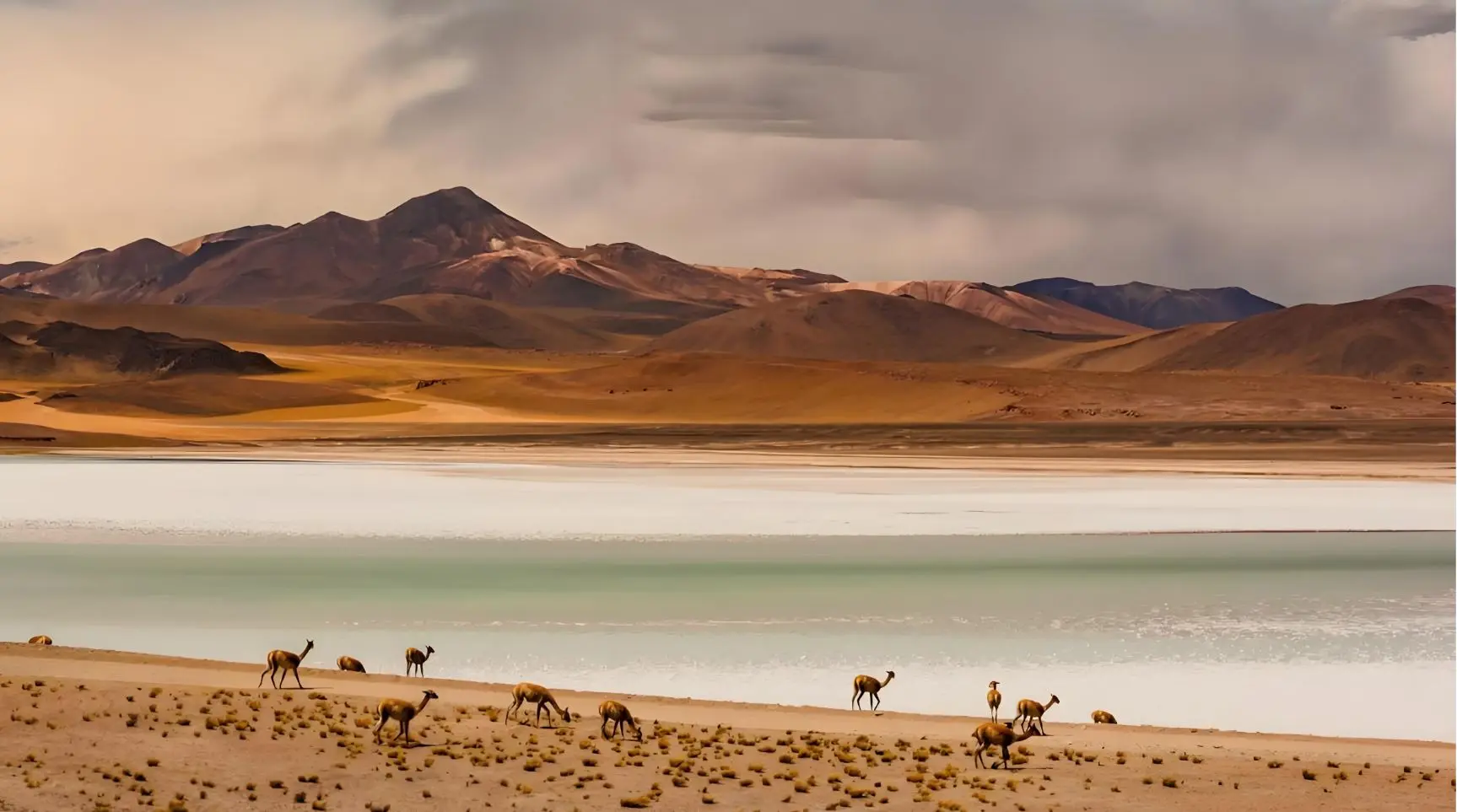 Tibetan wild asses by a lake below desert mountains