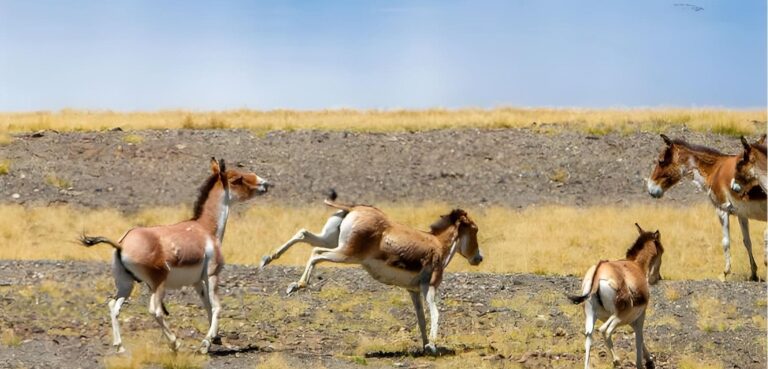 Tibetan wild asses on the Changtang grassland